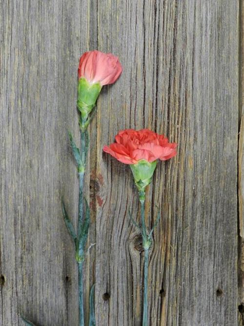 TANGELO CORAL CARNATIONS